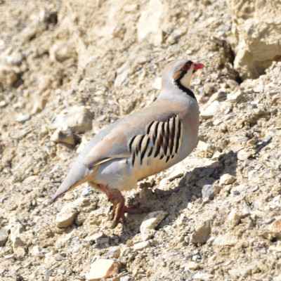 Chukar Partridge
